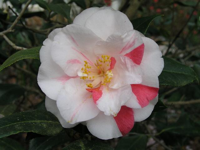 Camellia_144.JPG
