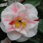 Camellia_145.JPG