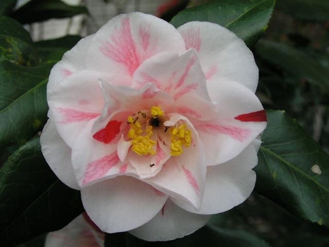 Camellia_145.JPG