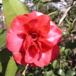 Camellia_190.JPG