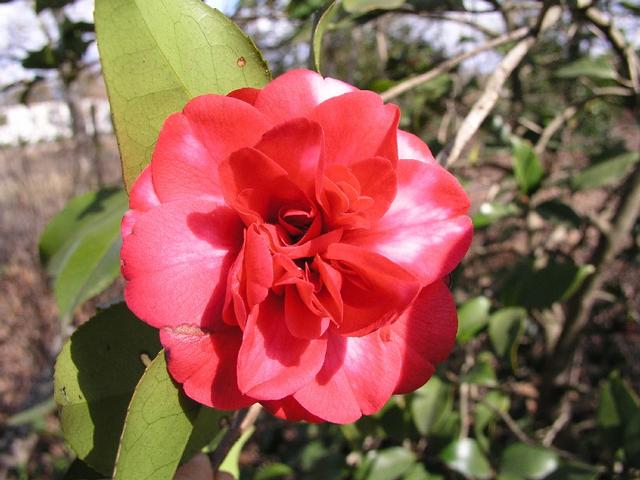 Camellia_190.JPG