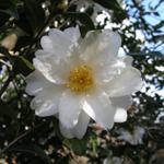 Camellia_191.JPG