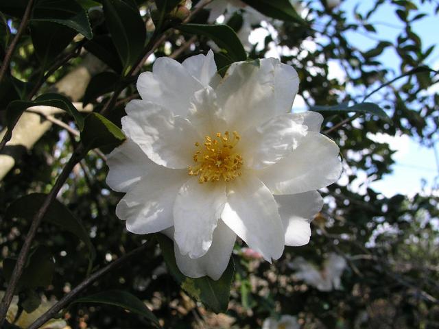 Camellia_191.JPG