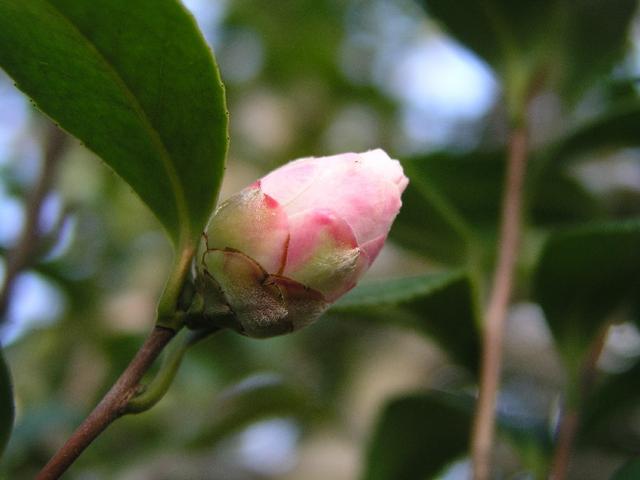 Camellia_194.JPG