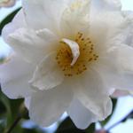 Camellia_195.JPG