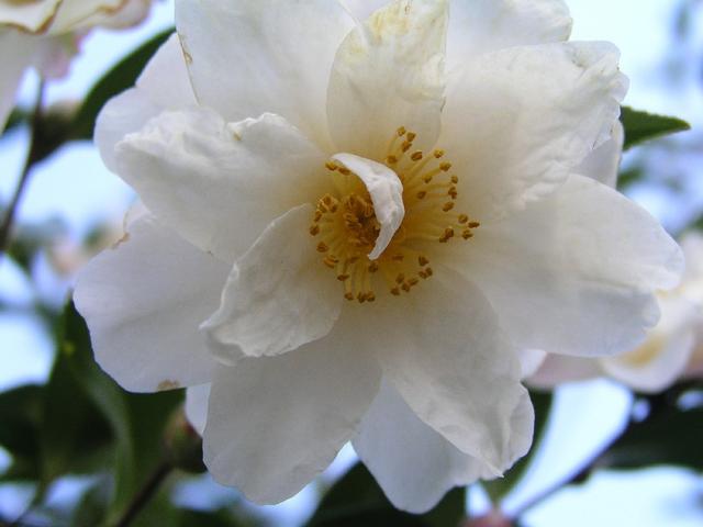 Camellia_195.JPG