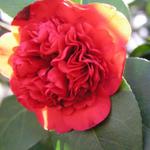 Camellia_197.JPG