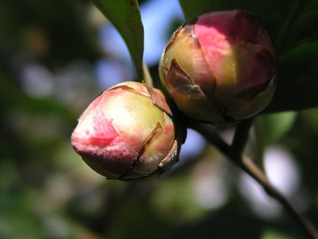 Camellia_201.JPG