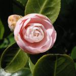 Camellia_209.JPG