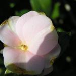 Camellia_213.JPG