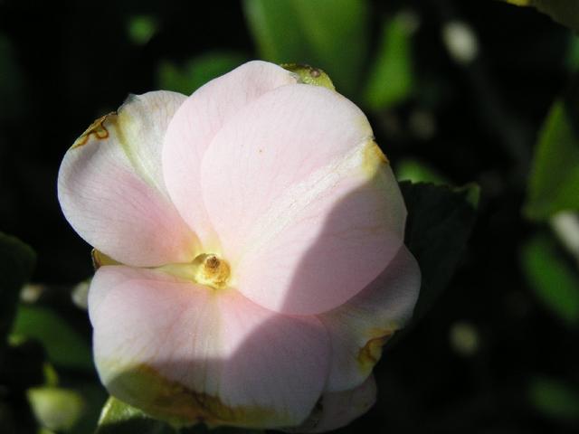 Camellia_213.JPG