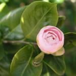 Camellia_216.JPG