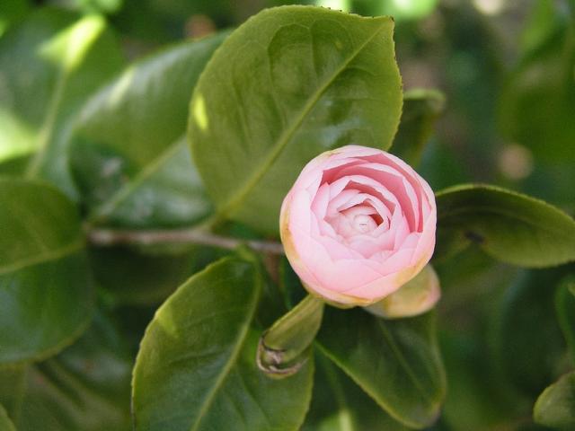 Camellia_216.JPG