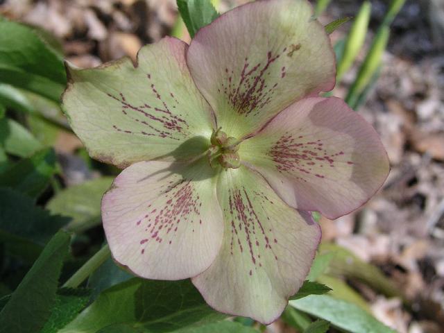 ChristmasRose_120.JPG