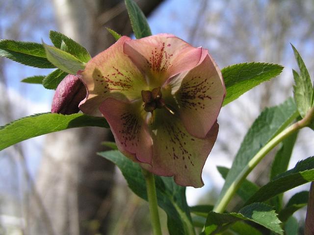 ChristmasRose_121.JPG