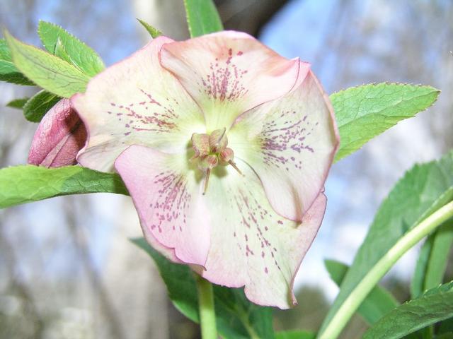 ChristmasRose_122.JPG