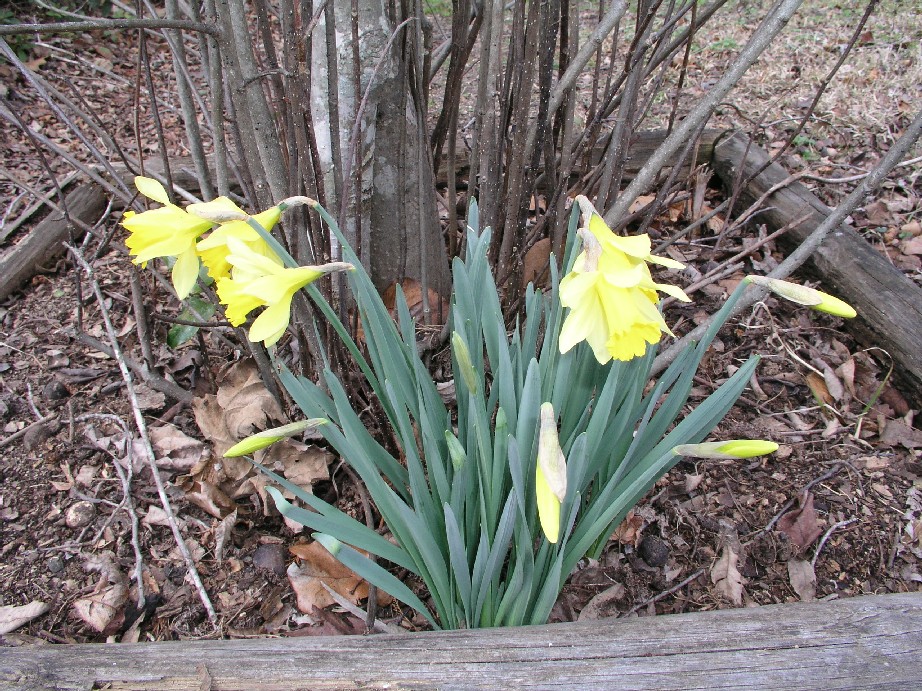 Daffodils_041.JPG