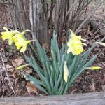 Daffodils_041.JPG