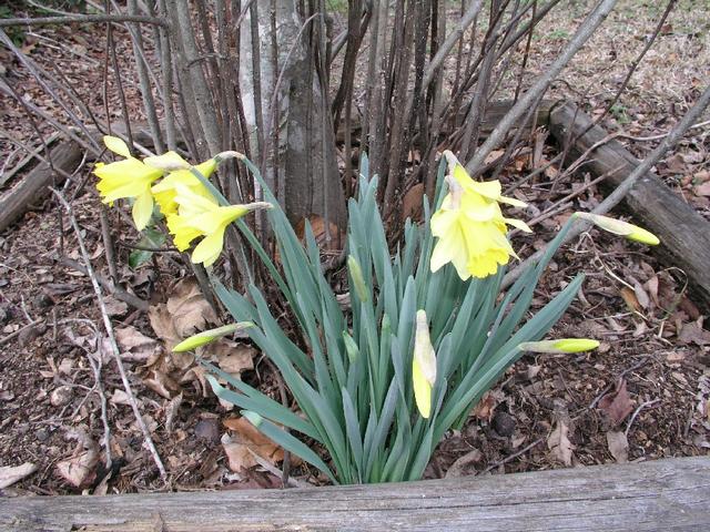 Daffodils_041.JPG