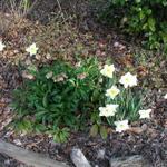 Daffodils_052.JPG