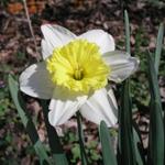 Daffodils_055.JPG