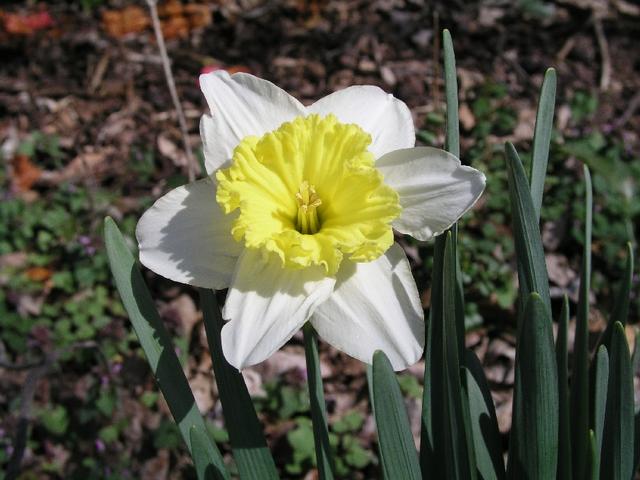 Daffodils_055.JPG