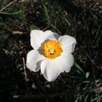 Daffodils_058.JPG