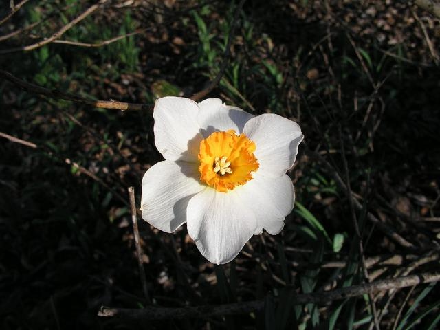 Daffodils_058.JPG