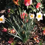 Daffodils_059.JPG