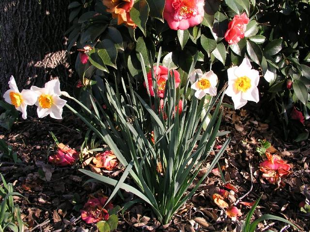 Daffodils_059.JPG