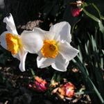 Daffodils_060.JPG