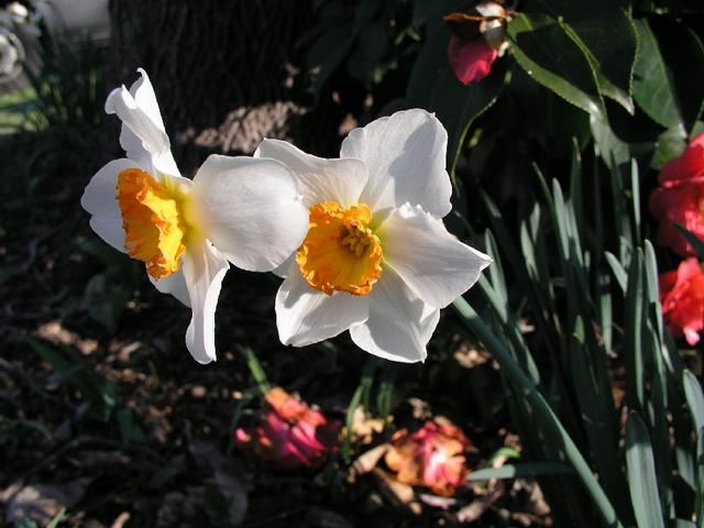 Daffodils_060.JPG