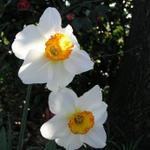 Daffodils_063.JPG