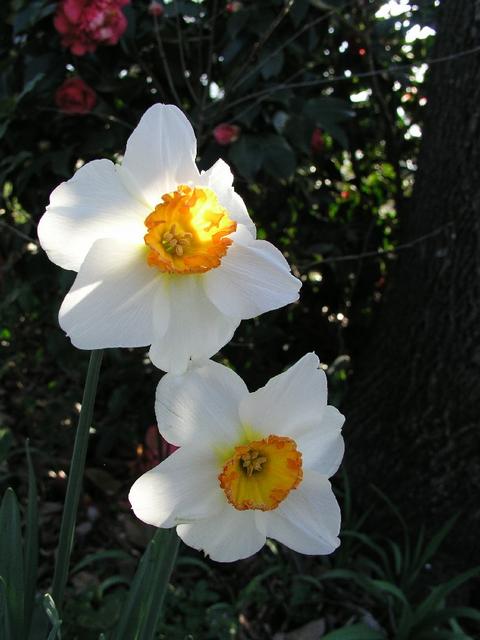 Daffodils_063.JPG