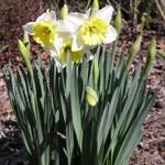 Daffodils_124.JPG