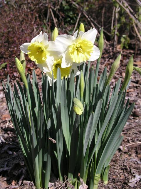 Daffodils_124.JPG