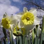 Daffodils_125.JPG