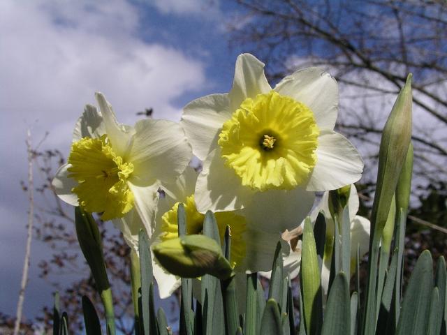 Daffodils_125.JPG