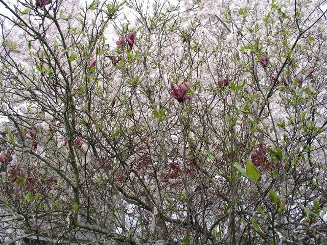 JapaneseMagnolia_068.JPG