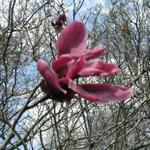 JapaneseMagnolia_128.JPG