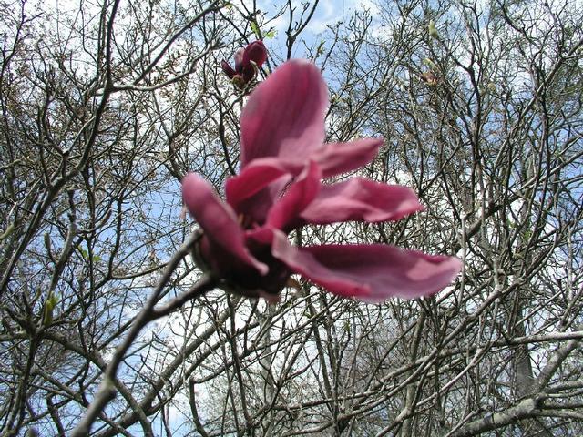 JapaneseMagnolia_128.JPG