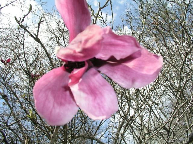 JapaneseMagnolia_129.JPG