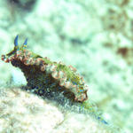 Gold Crowned Sea Goddess - Hypselodoris acriba