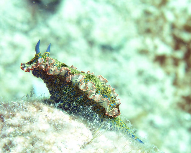 Gold Crowned Sea Goddess - Hypselodoris acriba