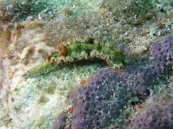 Gold Crowned Sea Goddess - Hypselodoris acriba