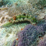 Gold Crowned Sea Goddess - Hypselodoris acriba