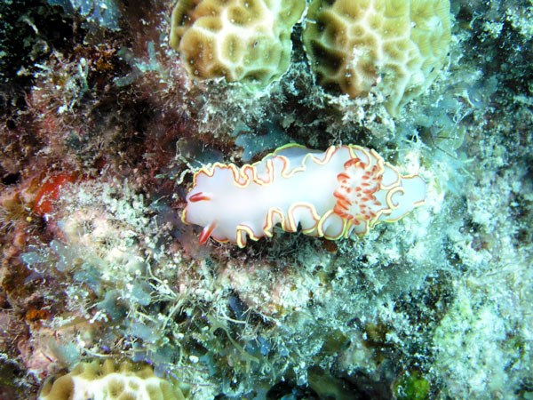 Red Tip Sea Goddess - Glossodoris sedna