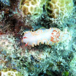 Red Tip Sea Goddess - Glossodoris sedna