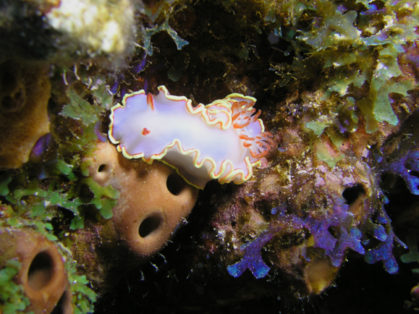 Red Tip Sea Goddess - Glossodoris sedna 
