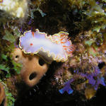 Red Tip Sea Goddess - Glossodoris sedna 
